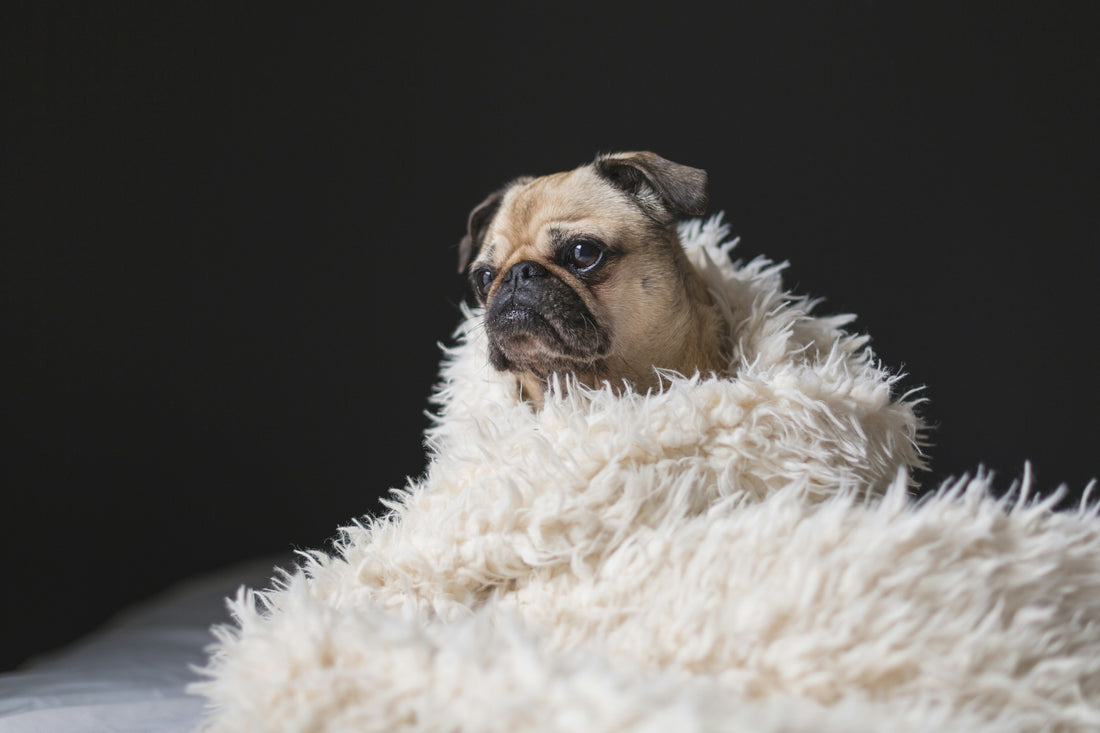 How to keep your pet's coat healthy in winter