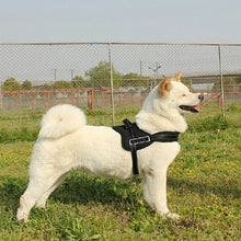 Groomie verstellbares Hundegeschirr
