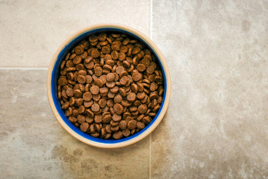 How to choose the best food for your pet's unique needs