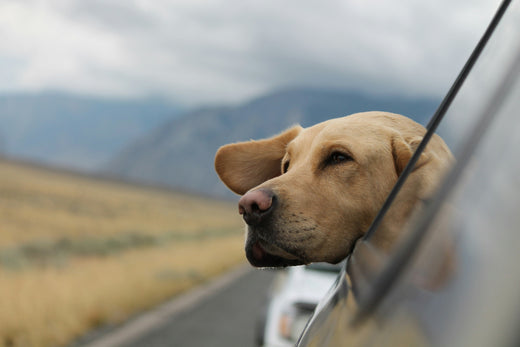 Top travel essentials for adventures with your furry friend