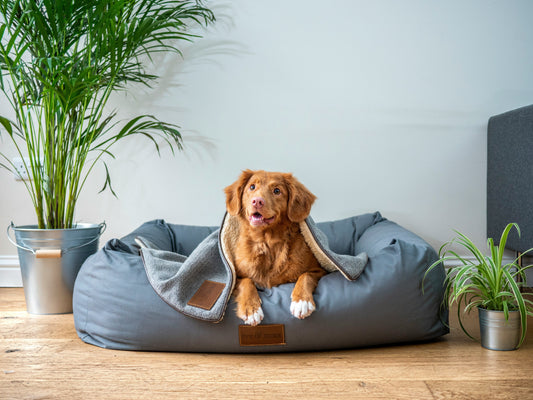 How to create a pet-friendly home that’s stylish and safe