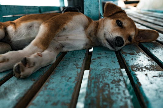 Understanding your pet’s body language and behavior
