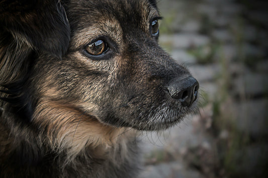 Training tips for well-behaved pets everyone will love