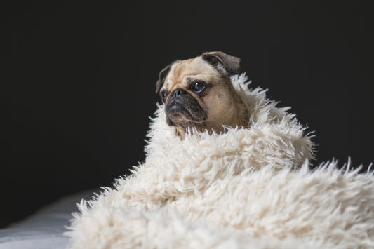 How to keep your pet's coat healthy in winter