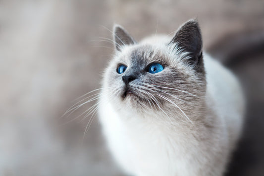 The benefits of regular grooming for your pet's health