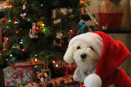 How to keep your pets happy and healthy this winter