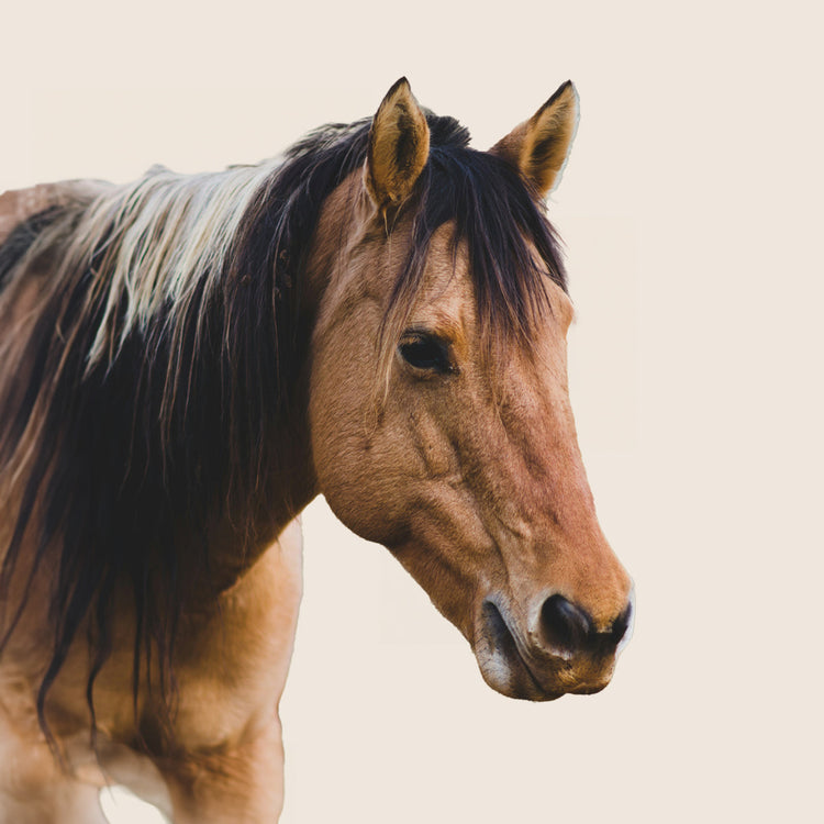 Horses