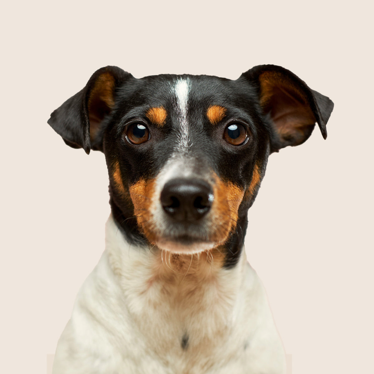 Dogs