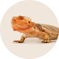 Reptile